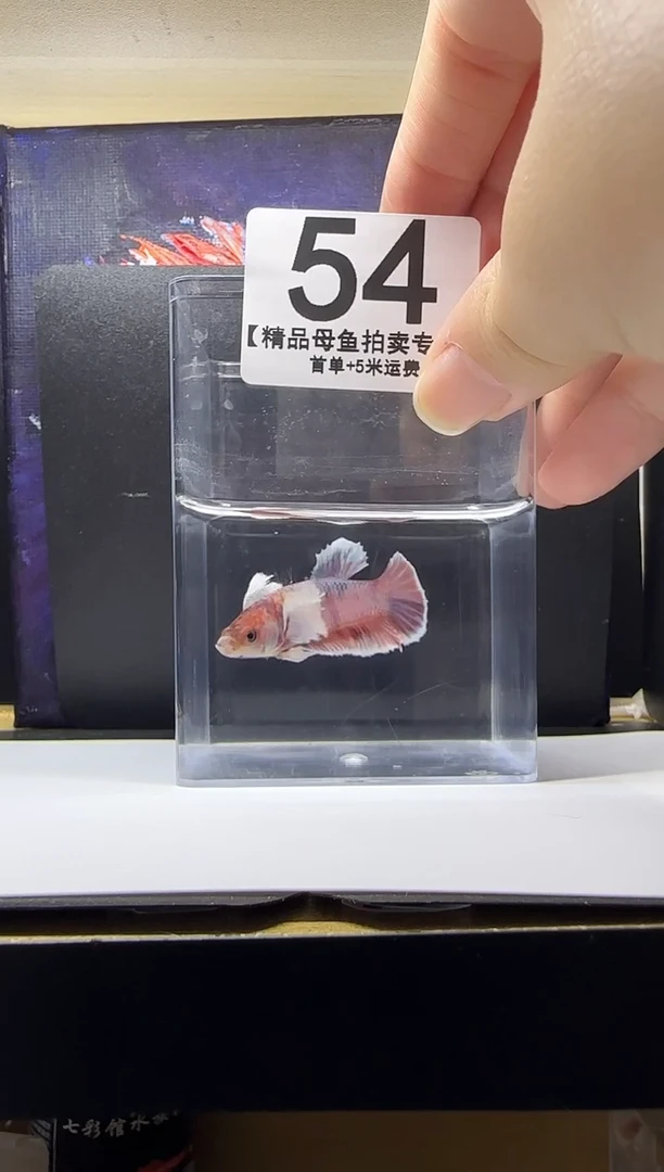 斗鱼母鱼编号：54