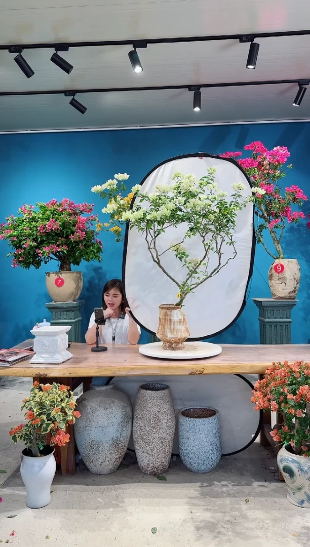 全部花朵绿叶樱花三角梅