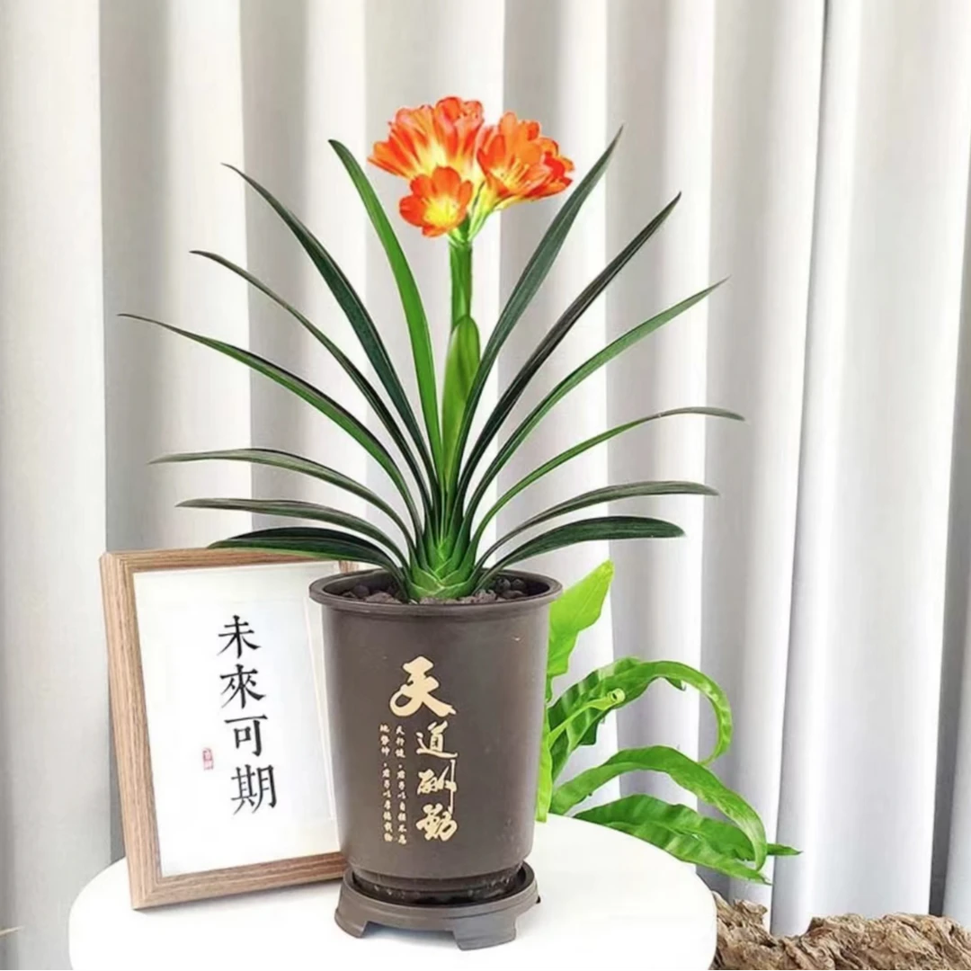 国兰精品君子兰室内高档绿植