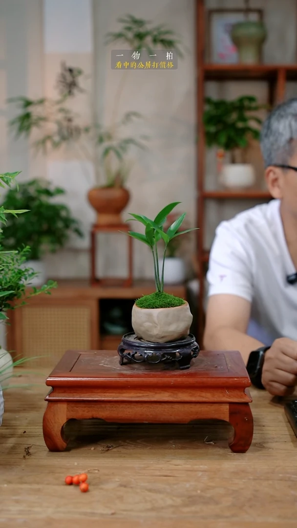 不开花植物?****?竹柏144