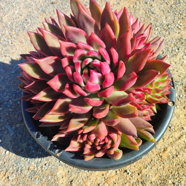 超级弗兰克 新手必拍 好看好养 精品多肉植物 云南发货