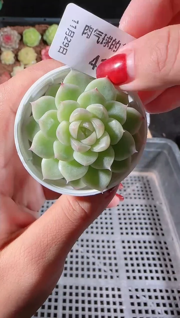 多肉1129-413b20群生不包整