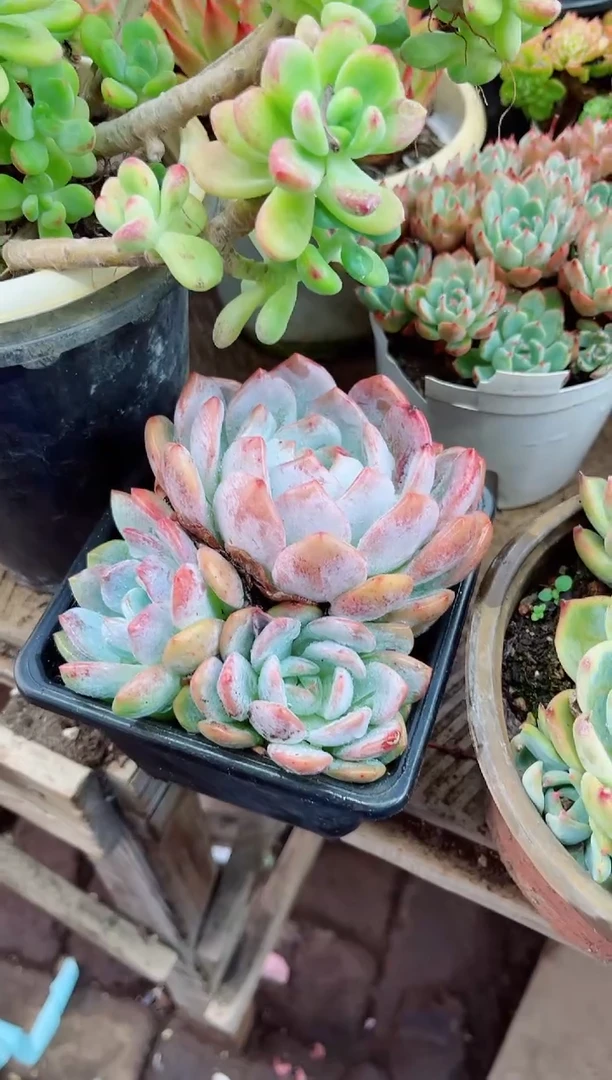 爱****️多肉植物一物一拍17073