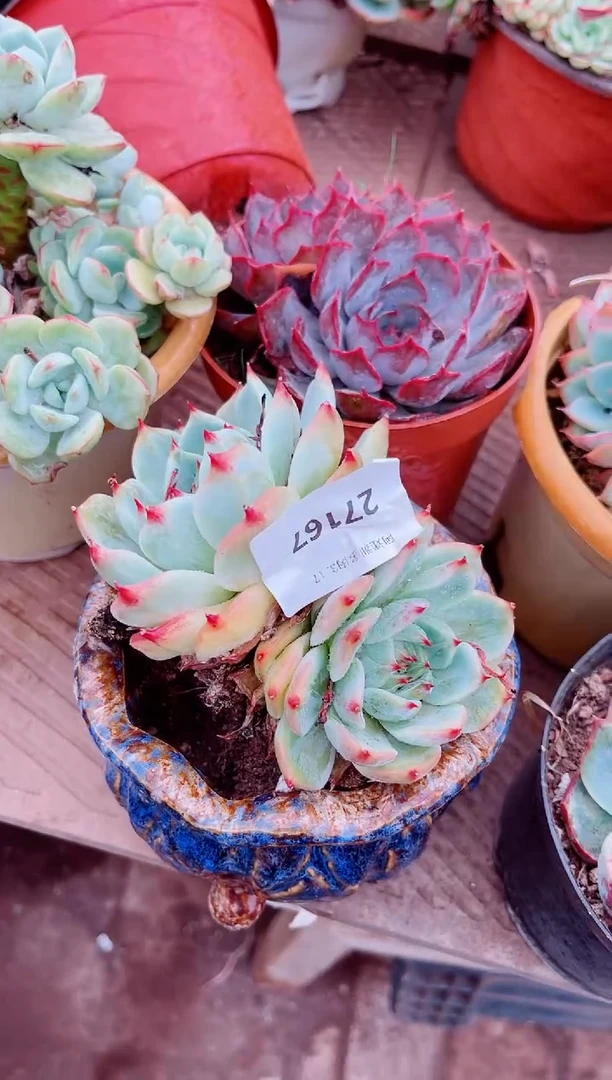 奈****渠27167多肉植物一物一拍