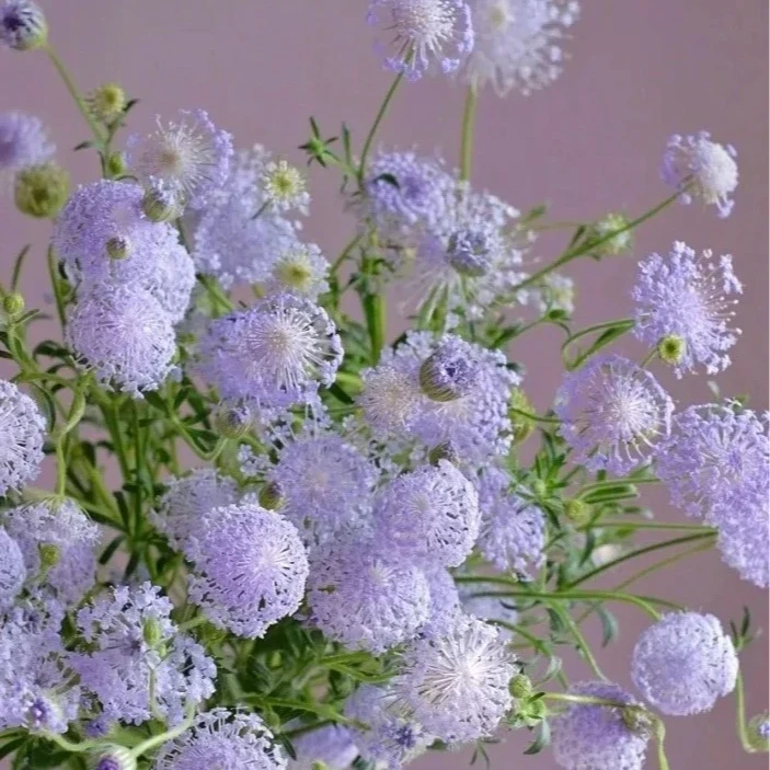 A级翠珠鲜切花云南基地直发任意两单顺丰冷链氛围感花材