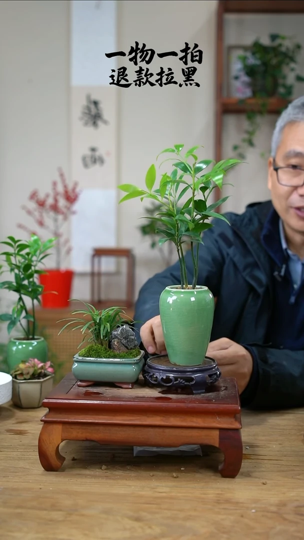 完全开放爱****兔竹柏+玉龙草464