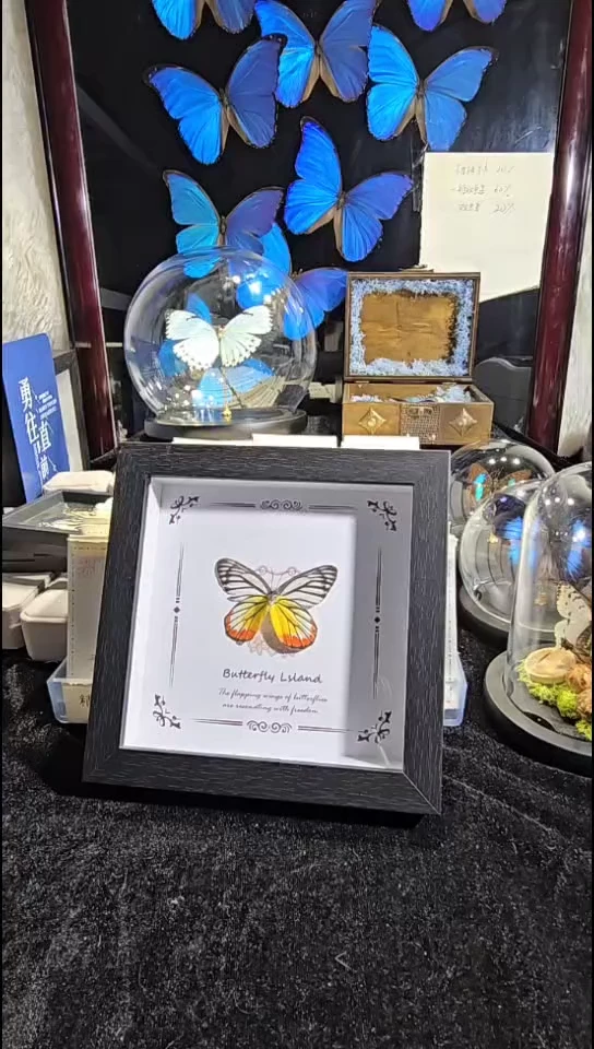 粉蝶精美蝴蝶标本