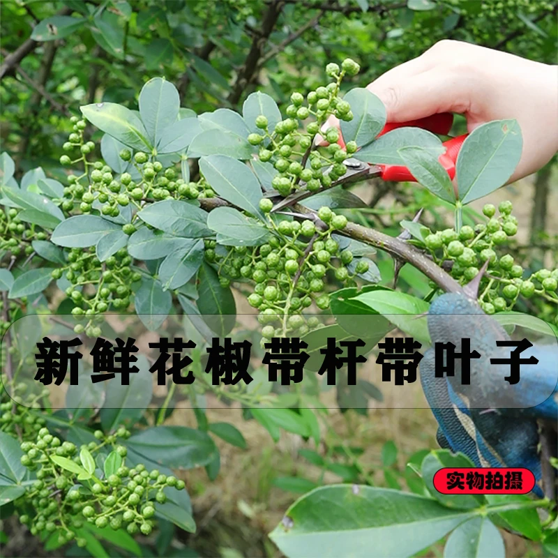 【怡心庄园】现摘新鲜花椒带枝杆带叶青花椒特麻当季整箱(非真空)