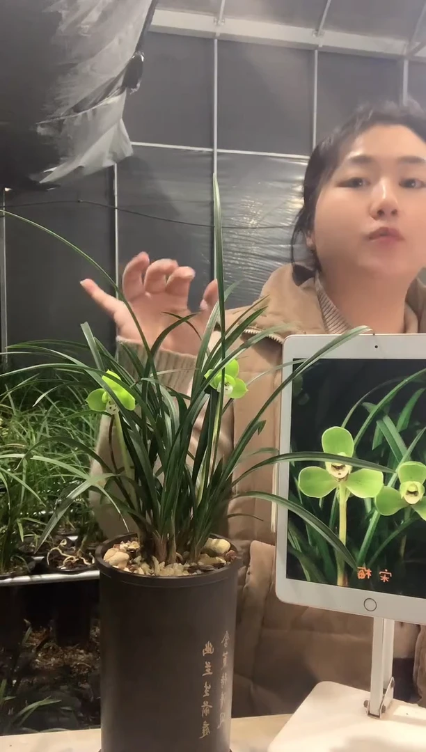 大部分开放少量花苞宋梅6苗带花种好发货