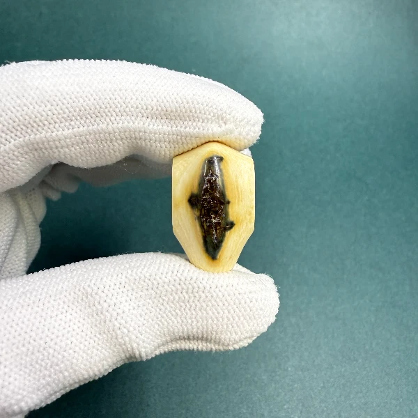 M1467天然猛犸牙 鲨鱼背三通 支持鉴定 假一罚四