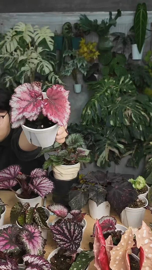 完全开放杂菜8632