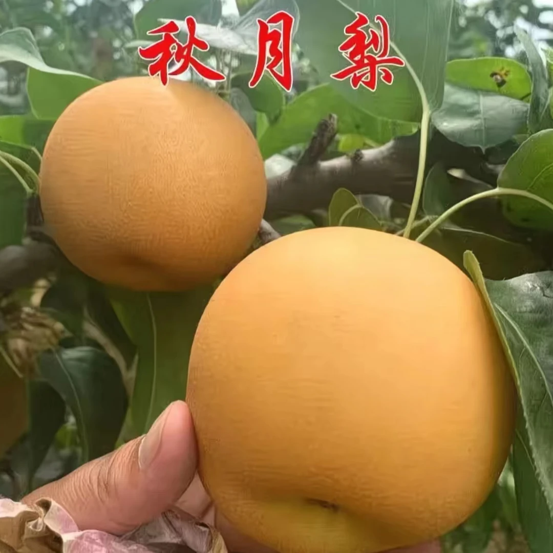 嫁接梨树苗盆栽地栽南北方种植耐寒耐旱