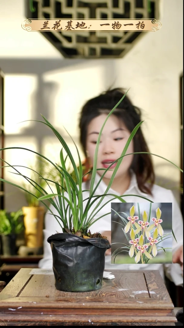 完全开放星光大道4花苞