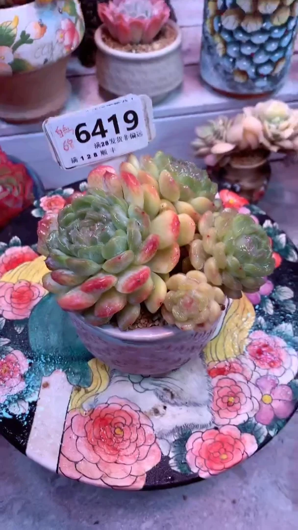 6419  白恋