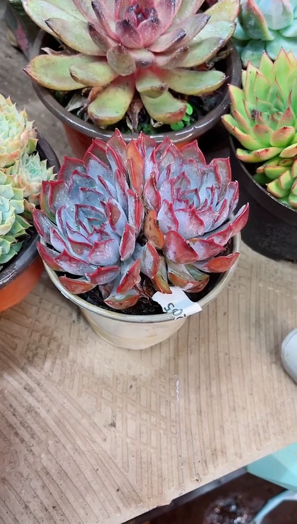 西****?22055多肉植物一物一拍