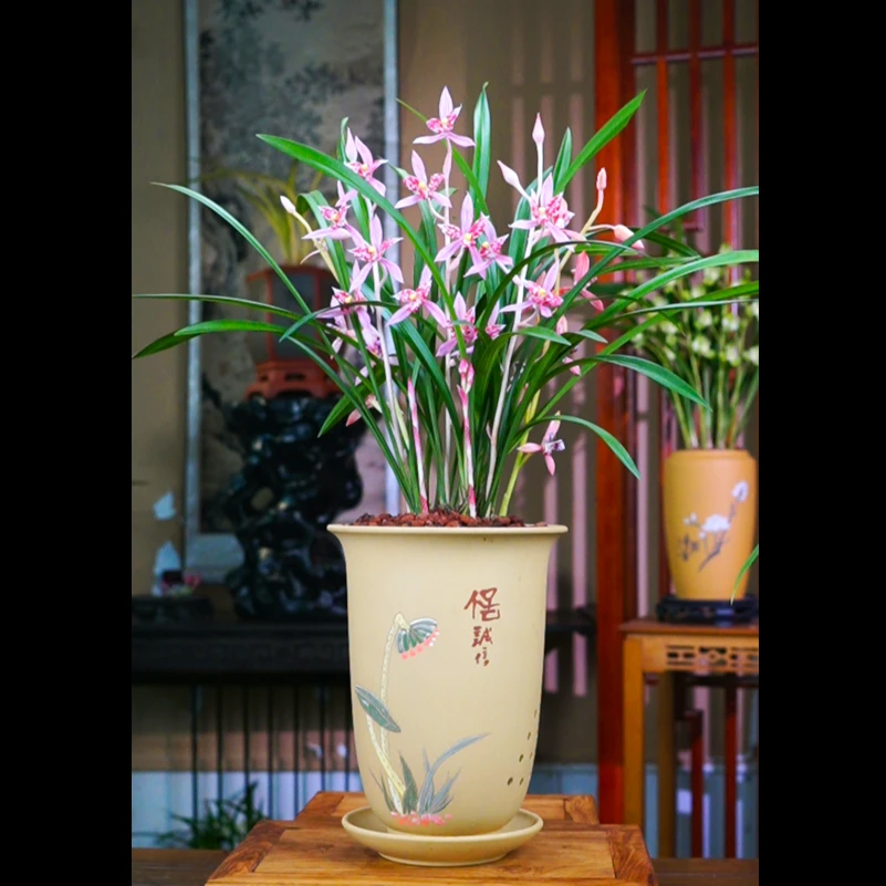 建兰  带花苞 [蝶影霓裳] 八大红花铭品老种叶艺草 兰草盆栽