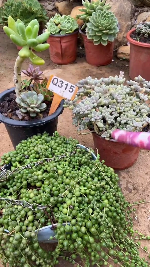 Q315组合默认脱土发货