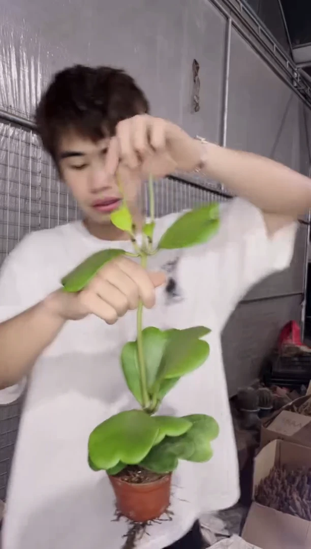 母本 心叶球兰【带根】7个叶片起发