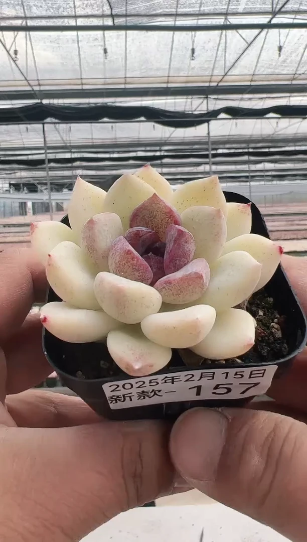 【闪购商品】新款多肉-157