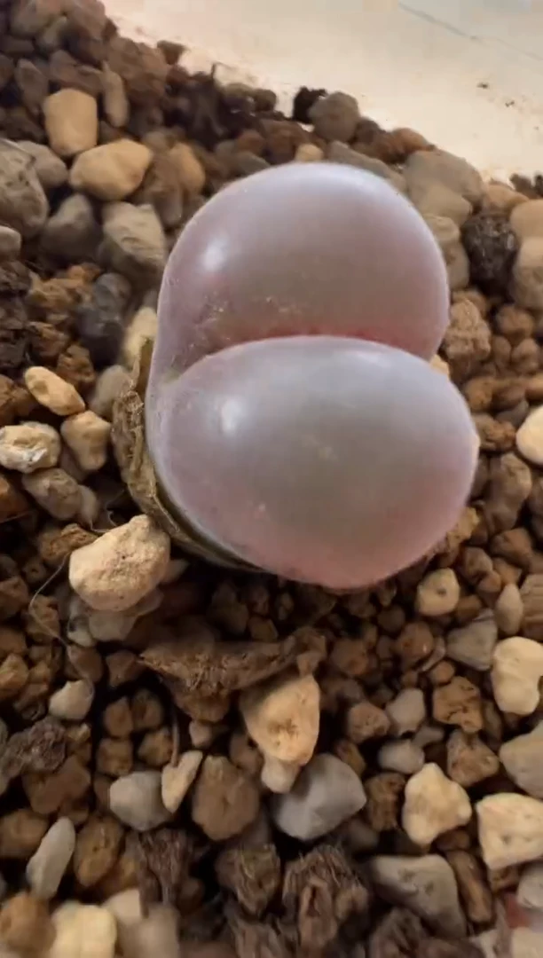 1184.。。。。。。。。。。。。