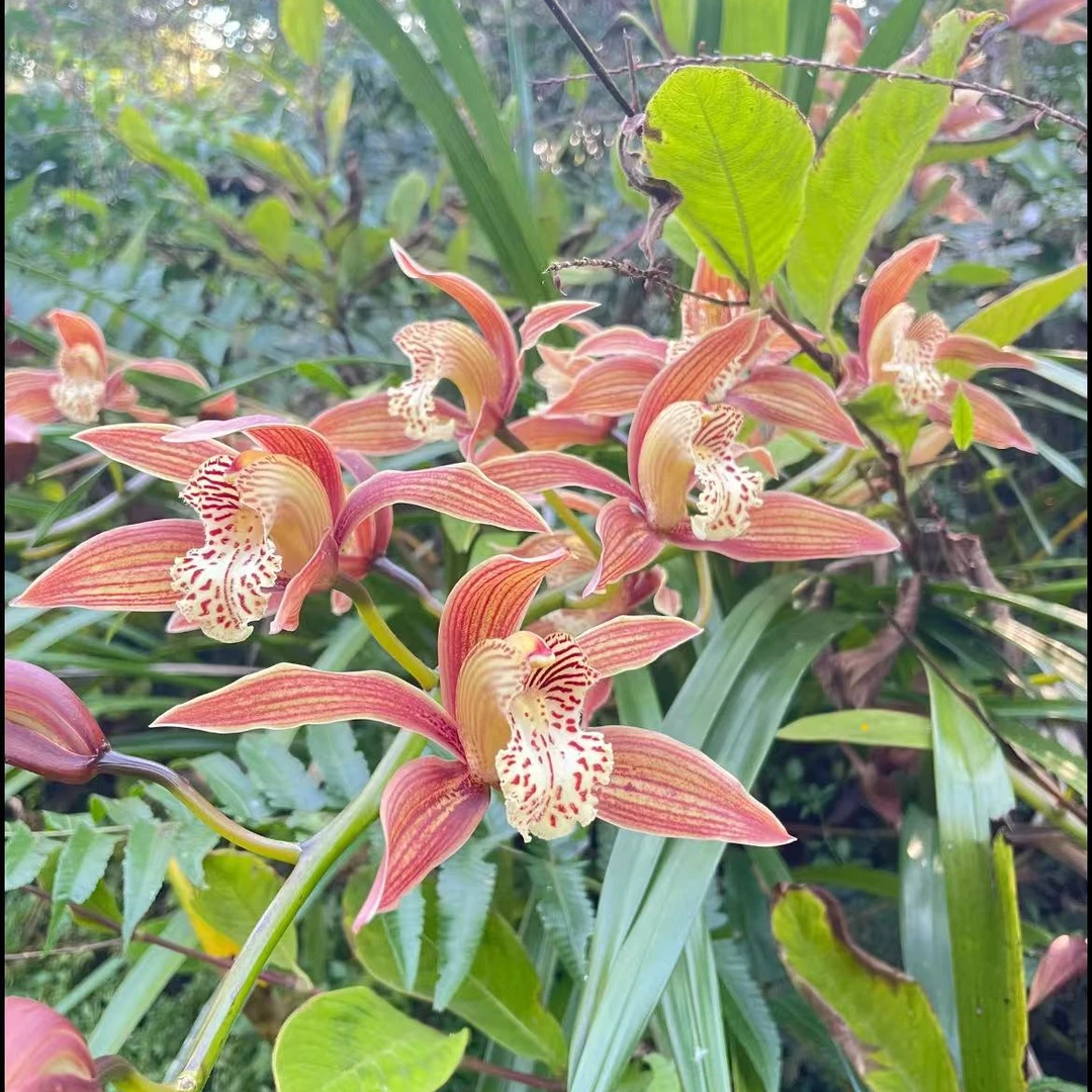 室内好养浓香型虎头兰盆栽花卉绿植