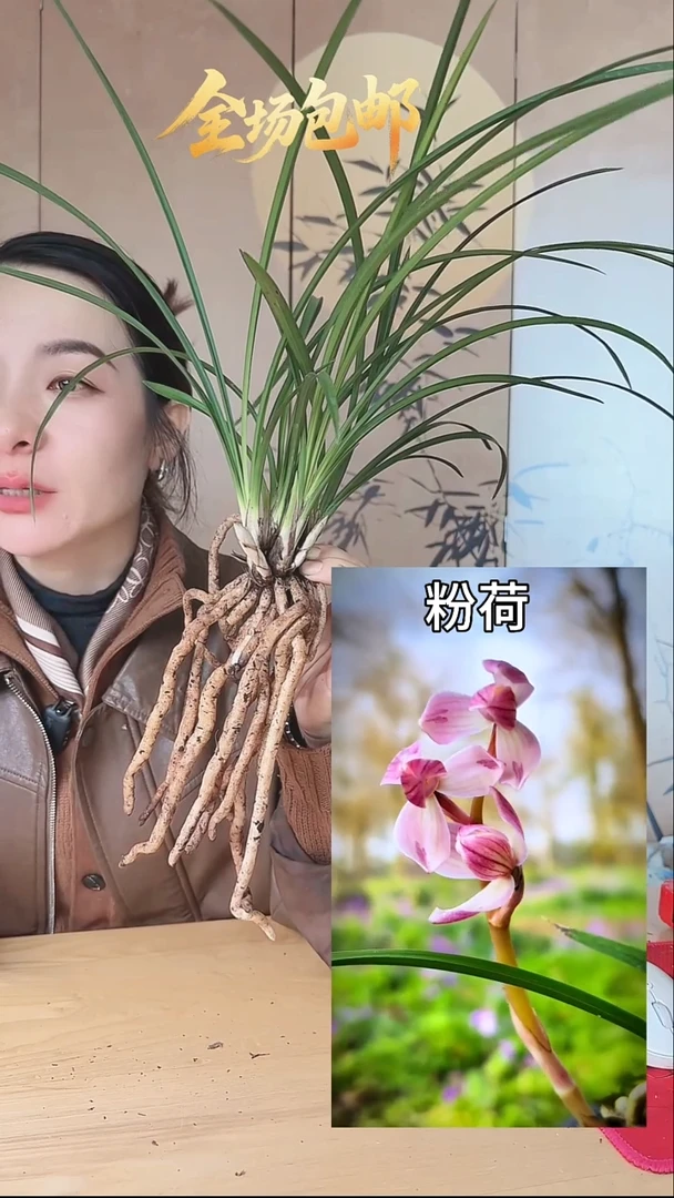 当前无花栽培后可以开花：粉荷