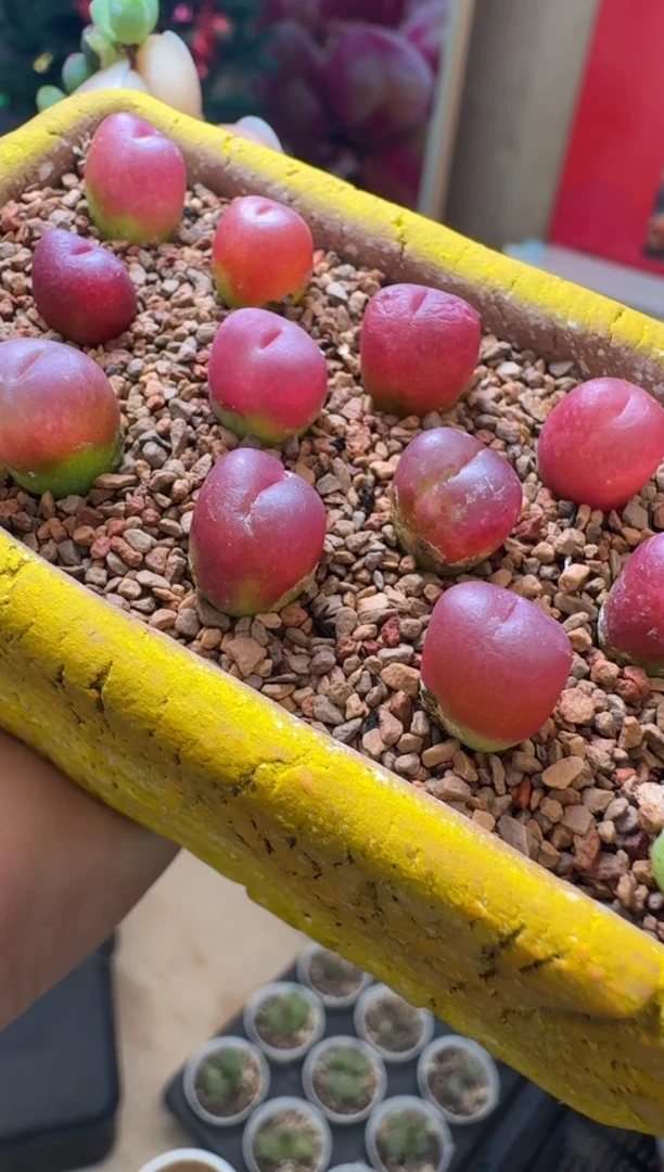 【闪购商品】3-1胭脂sp颗