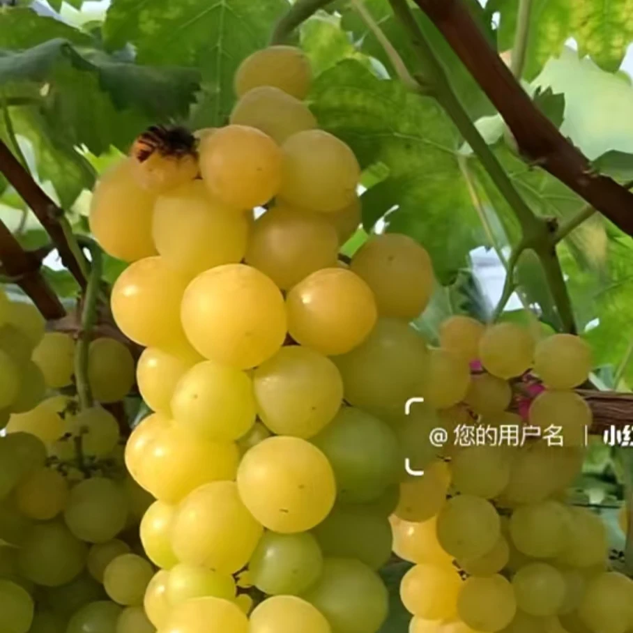 丹东小密峰葡萄一份1.5斤辽宁省