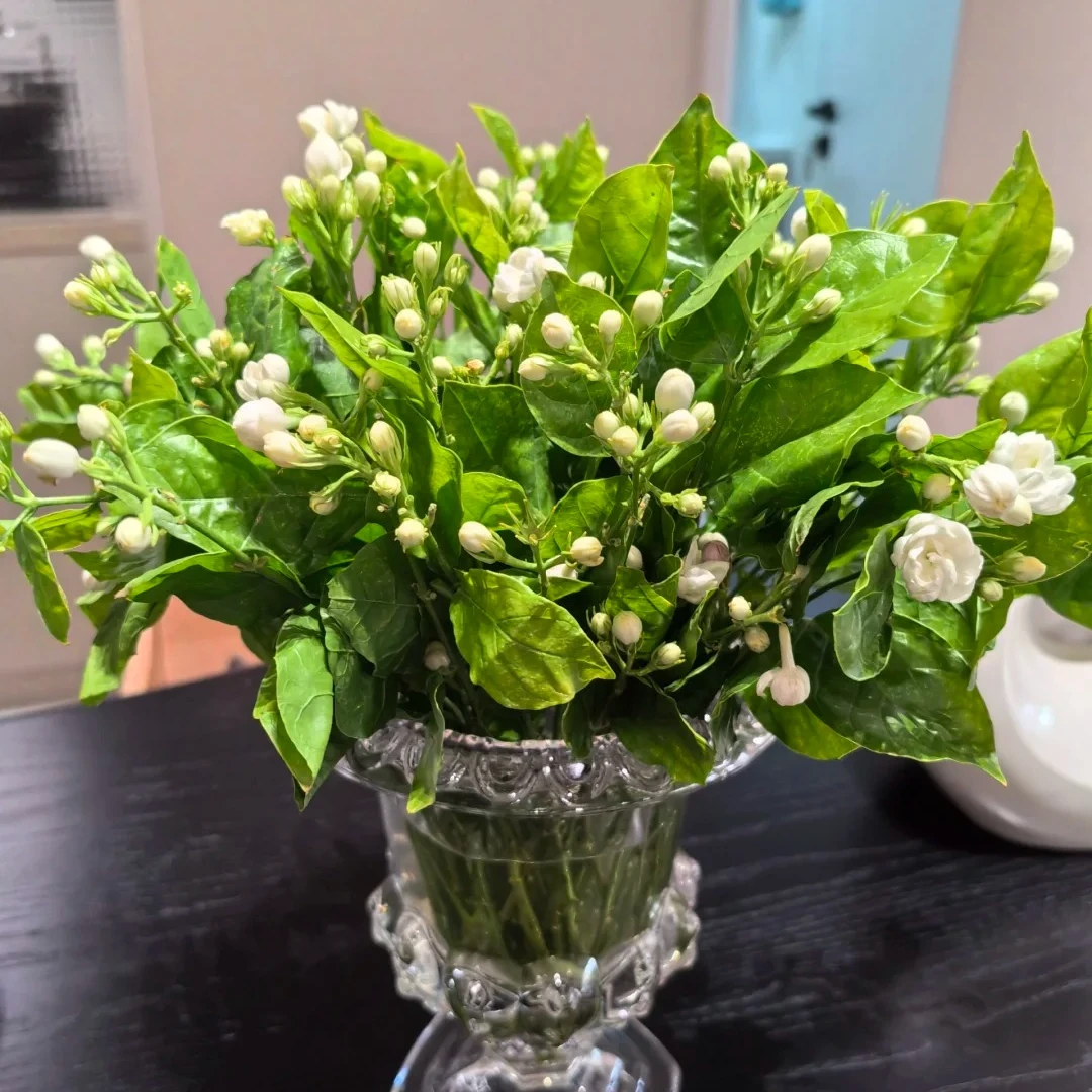 【茉莉花】鲜花次日达批发直播品质鲜花 全场任意满两单顺丰包邮