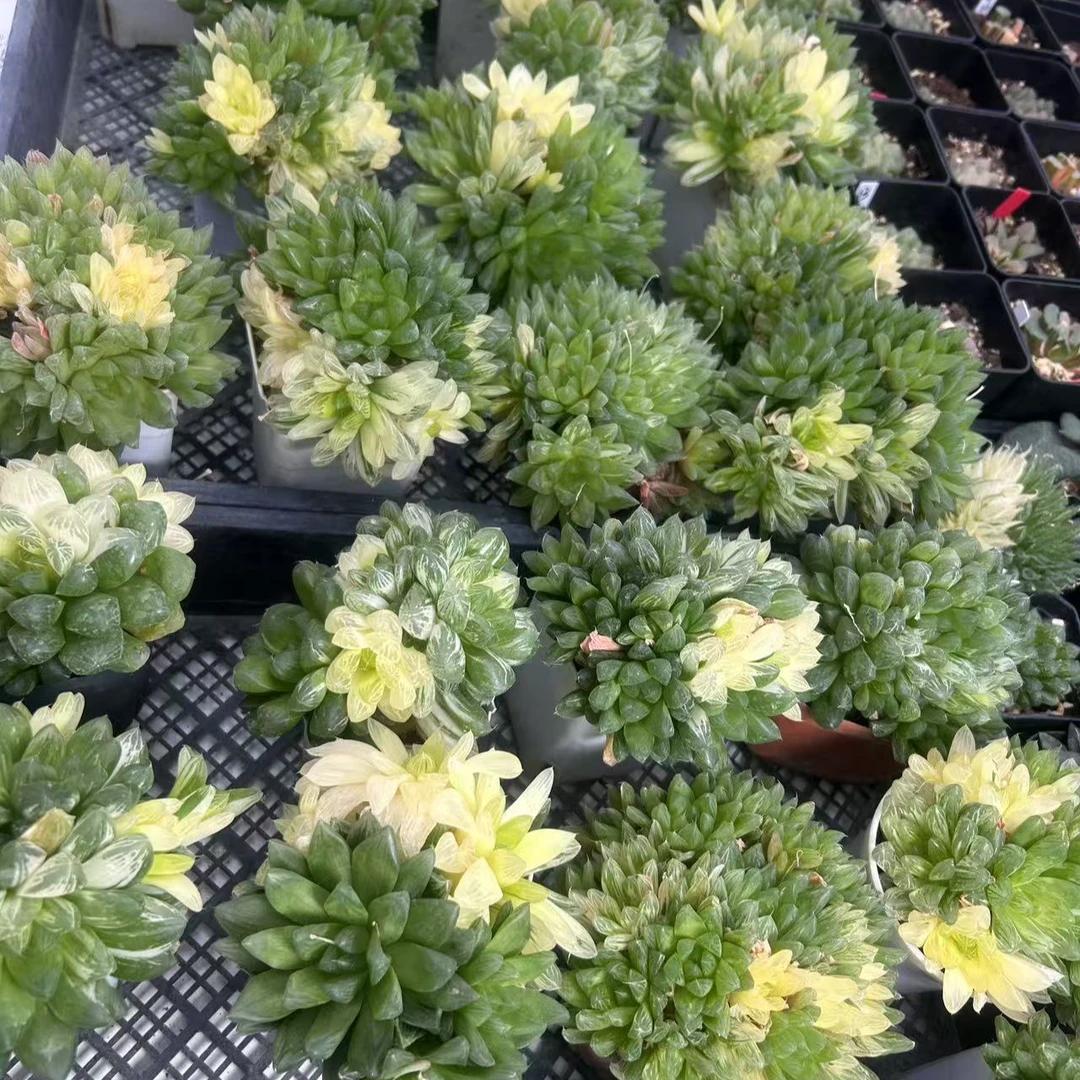 【粉丝福利】苏州花火玉露锦带盆带土发货