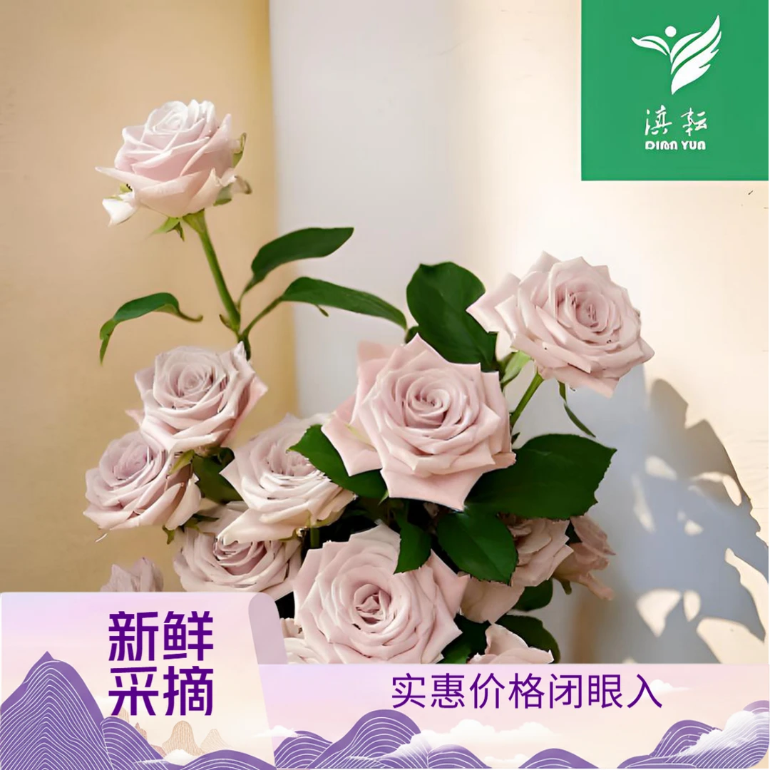 滇耘基地【曼塔玫瑰】云南高品质曼塔玫瑰基地新鲜采顺丰冷链包邮