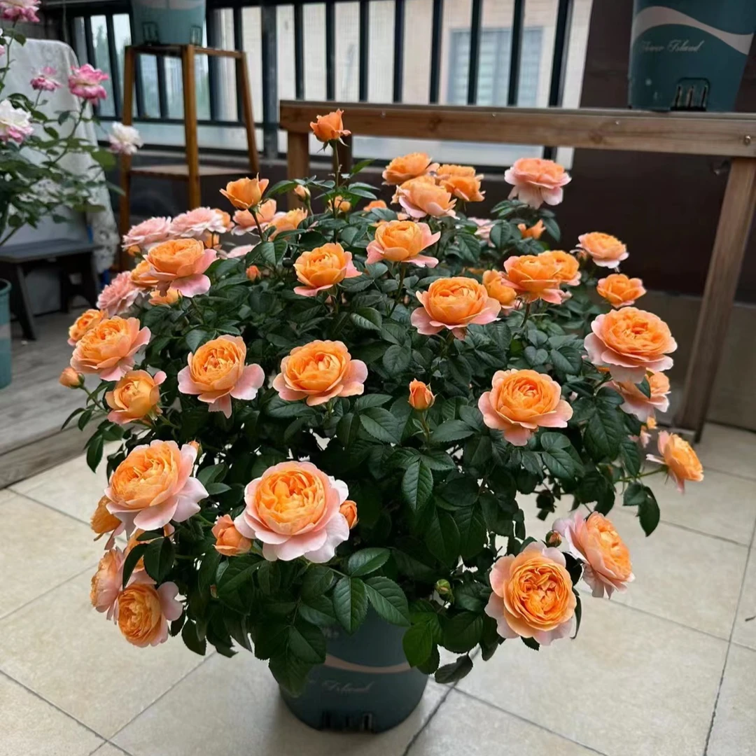 【果汁阳台】1加仑盆多棵扦插阳台庭院多季节重复开花精品月季盆栽