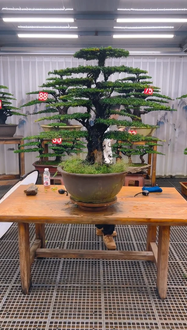 无花朵碧****哥精品盆景直播间一物一拍