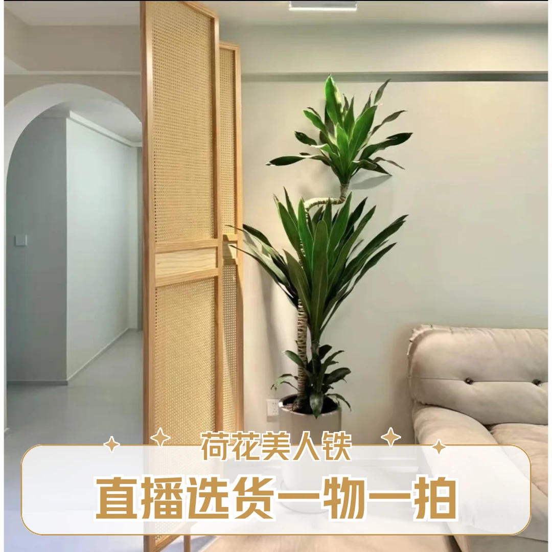 荷花铁美人铁常青大型网红前台办公室耐阴耐旱盆栽高颜值绿植