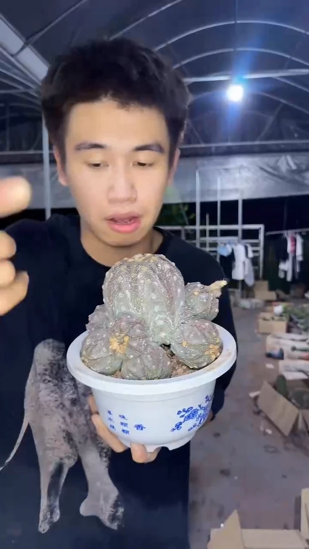 大群生 星兜【带根】不指定带花苞