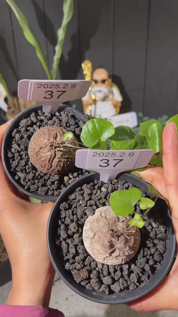 【闪购商品】南非龟甲龙2.9.37