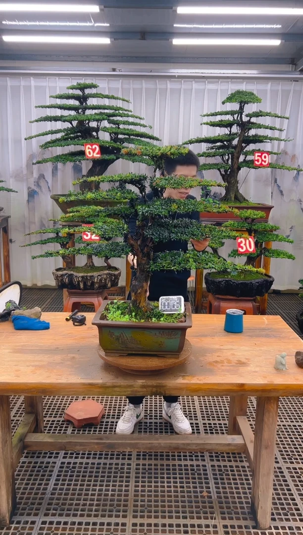 无花朵精品盆景直播间一物一拍