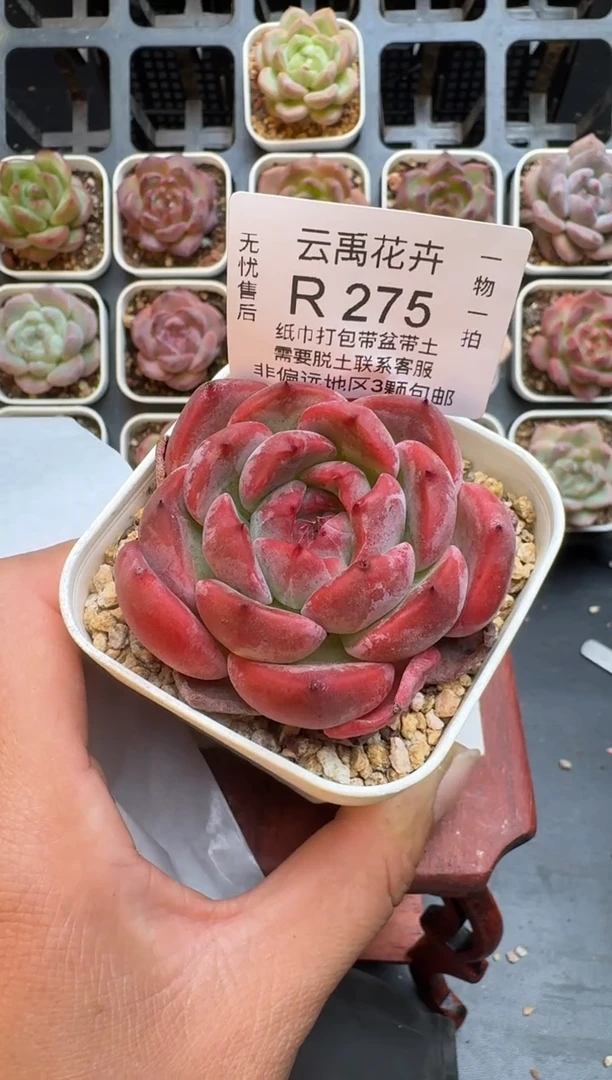 275R脱土发 当场拍3颗以上包柚 多肉植物 一物一拍