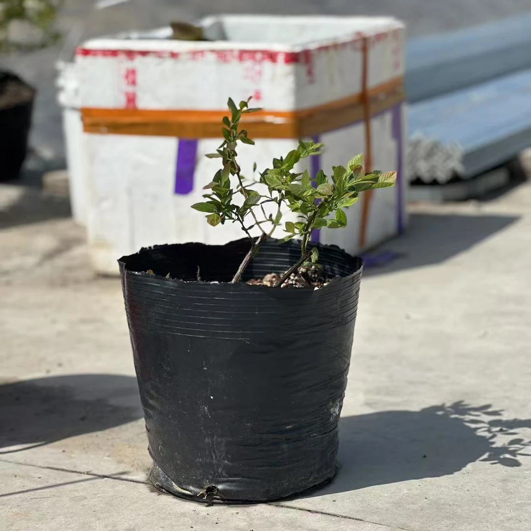 蓝莓树苗盆栽地栽果树苗南北方种植阳台庭院当年结果果树苗