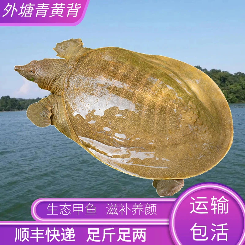 青黄背鲜活大甲鱼食用顺丰包邮2斤/2.5斤