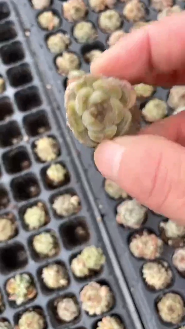 【闪购商品】穴盘白恋单头多肉