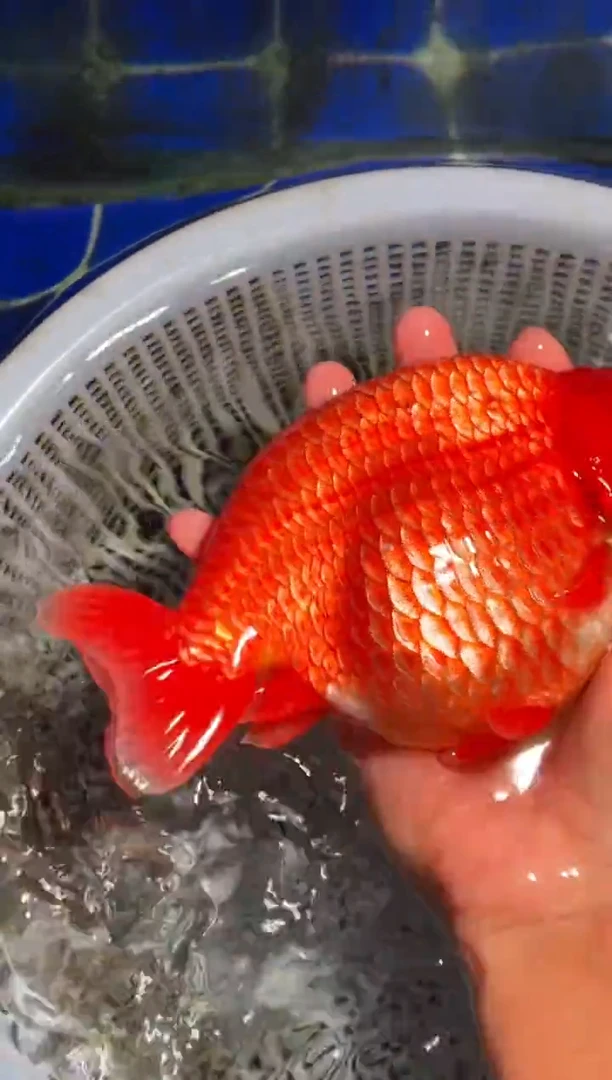 金鱼（运费到付，马印灯下展示）福州追鱼兰寿金鱼