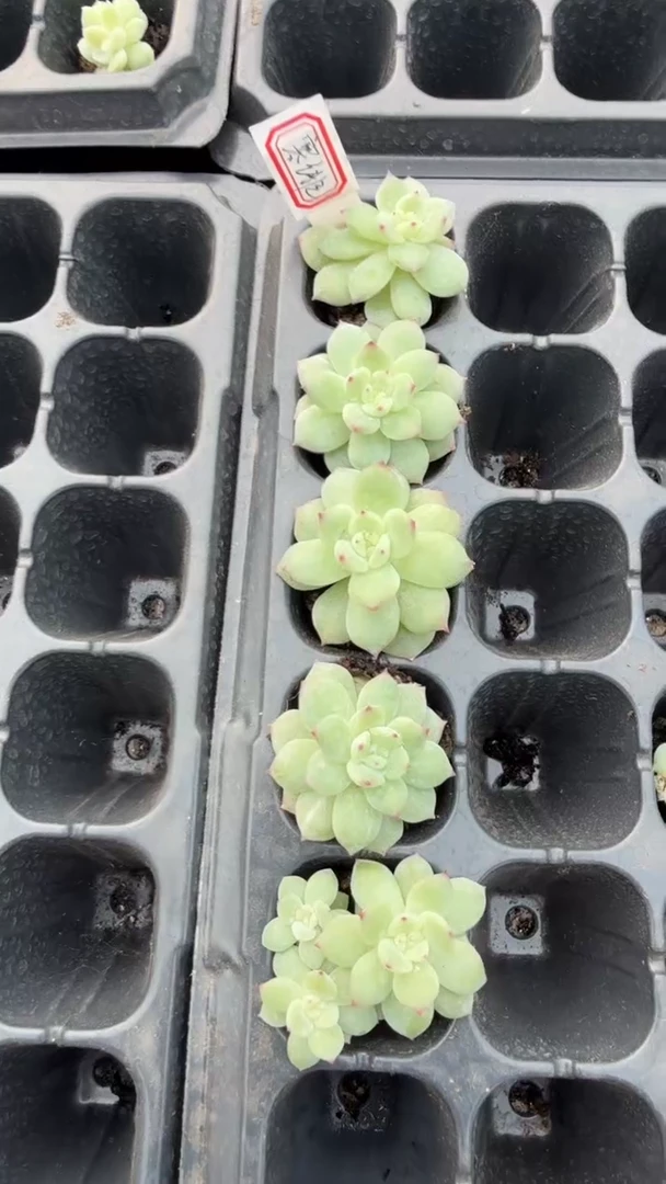 寒绯 量拍混发 9块9包邮