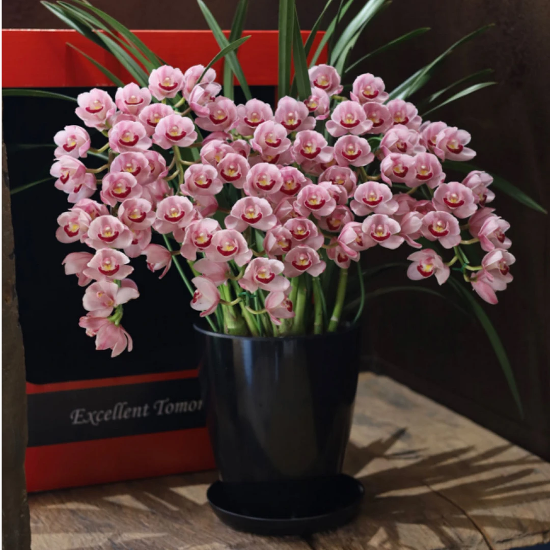 【美美精选】进口拱兰系列  礼盒发货 顺丰包邮到家