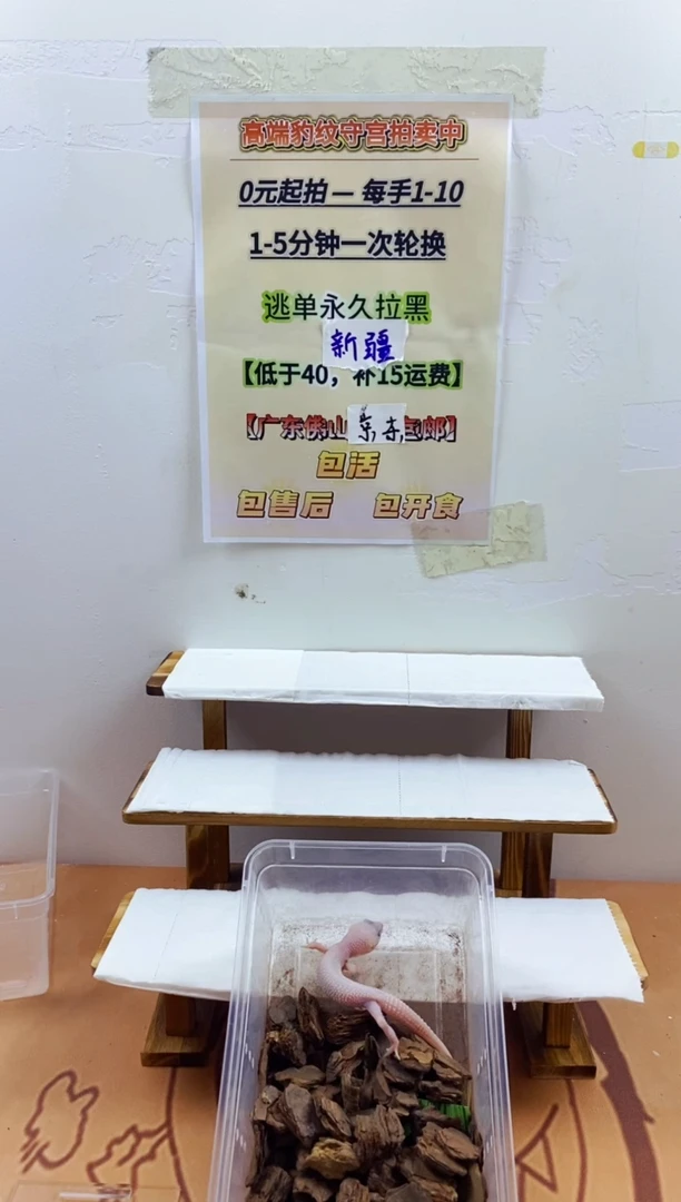 豹纹守宫豹纹守宫幼苗亚成体成体肥尾