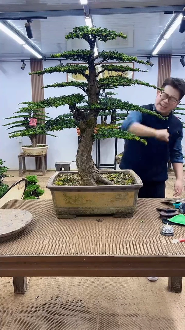 无花朵000000000000