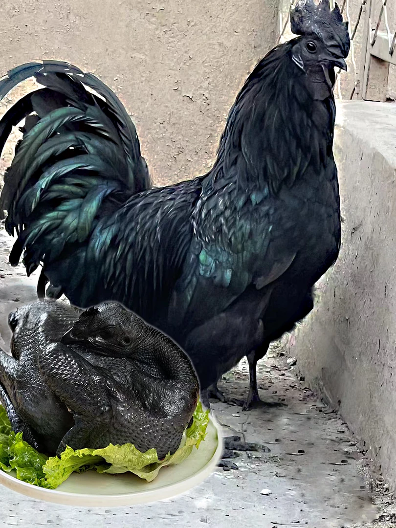 云南盐津高纯乌骨鸡 0.8-1斤左右 肉质鲜嫩味道鲜美整鸡包邮发货