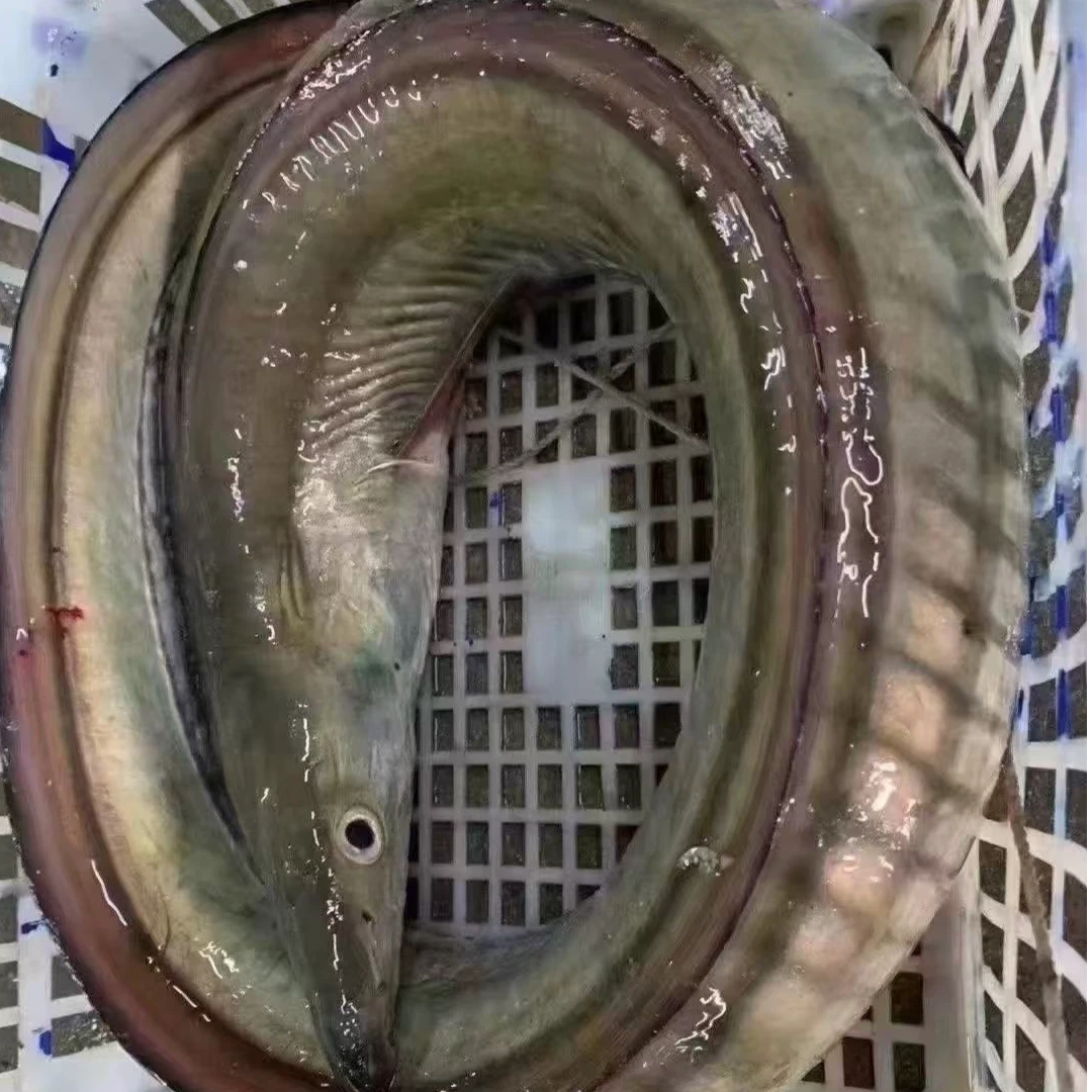 舟山野生特大号风鳗鱼鳗筒 6成干 微咸口感 2条6斤