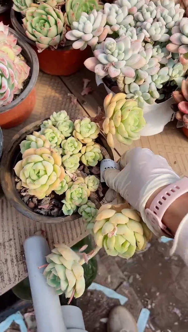 【闪购商品】12325