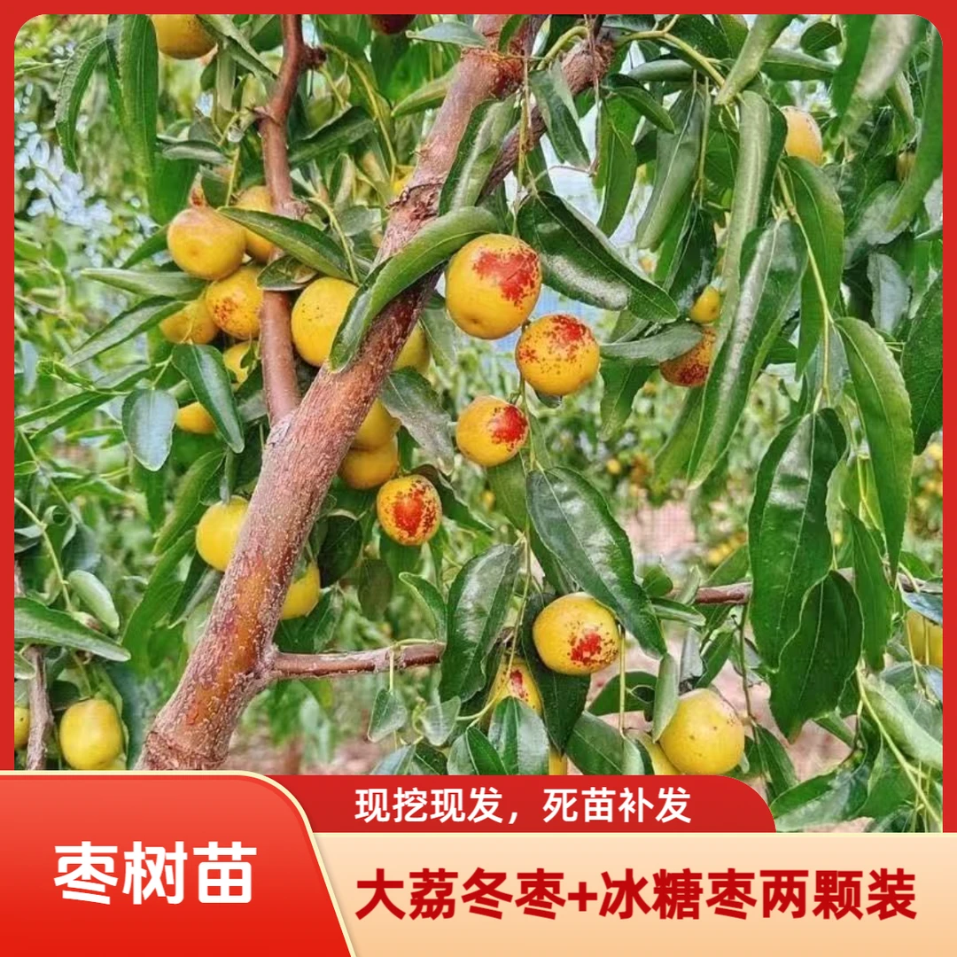枣树苗新品种三代冰糖枣树苗大荔冬枣南北方均可种植当年结果耐寒